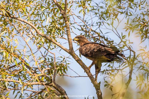 Clanga pomarina - Lesser spotted eagle