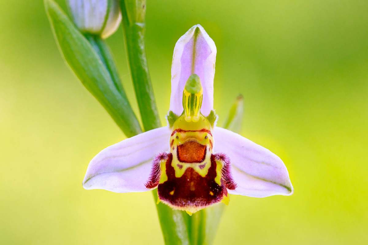 Orchidee Bienen-Ragwurz Makroftotografie Kurs