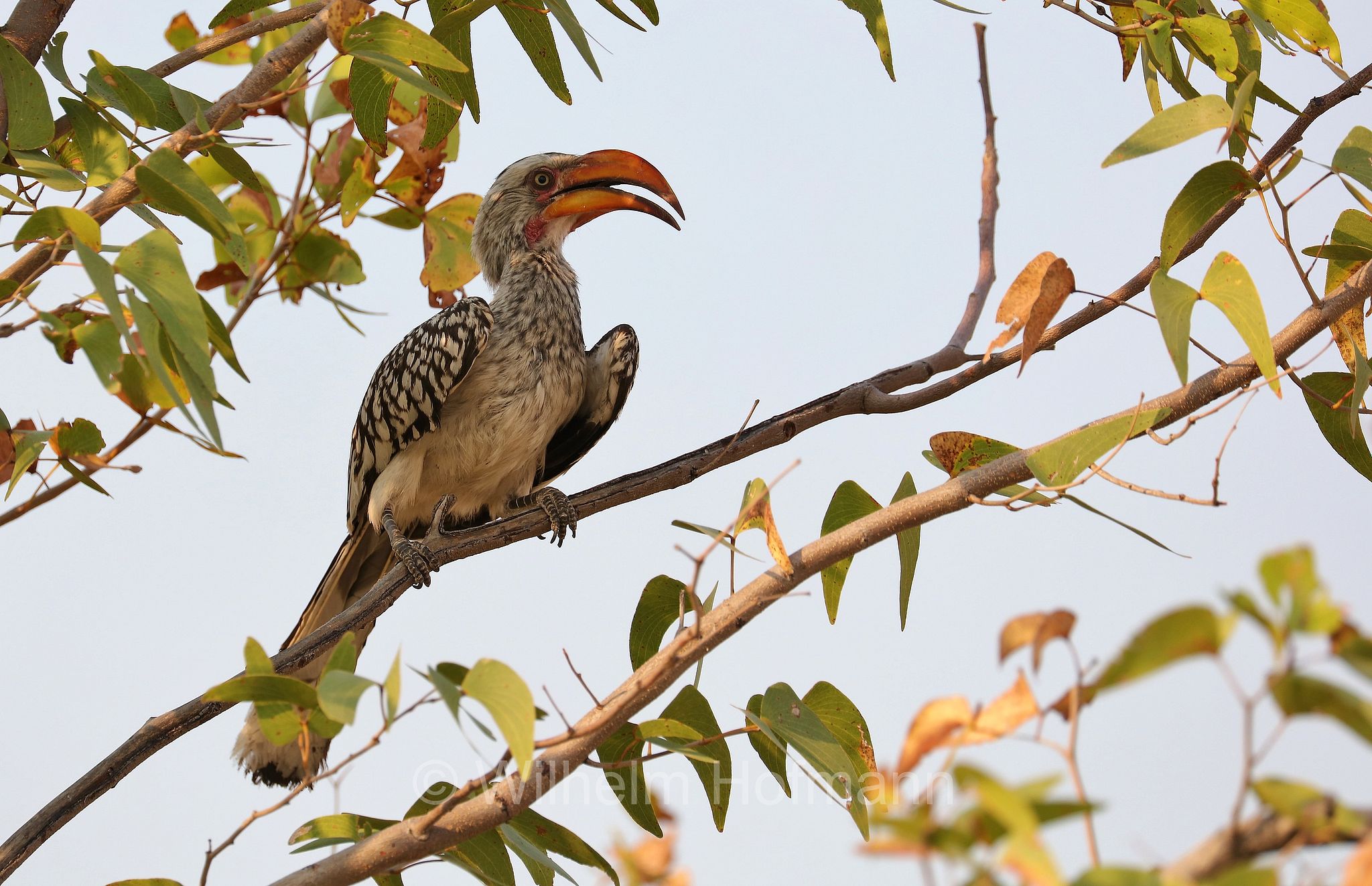 southern yellow-billed hornbill, Rotringtoko, Südlicher Gelbschnabeltoko, buceretto beccogiallo meridionale, Tockus leucomelas, Etosha-Nationalpark, Etosha National Park, parco nazionale d'Etosha, Namibia