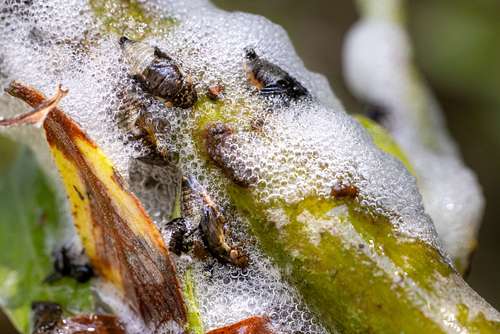 Aphrophora salicina - Willow spittlebug