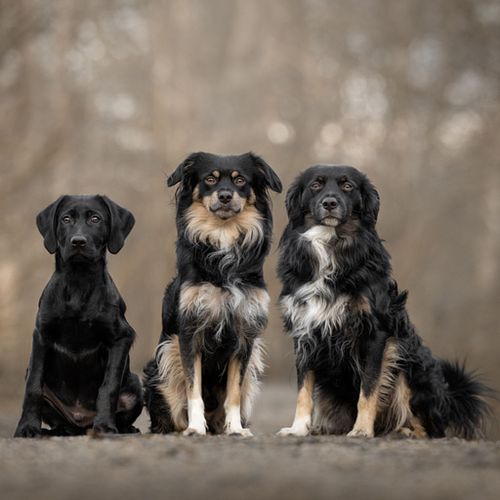 Hoe werkt een fotoshoot?