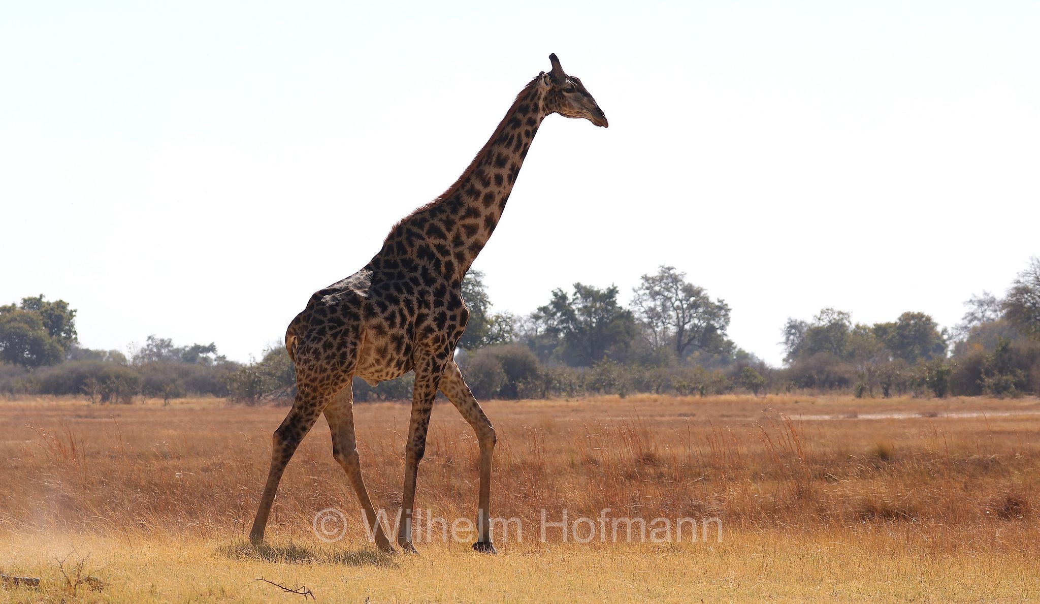 South African giraffe, Cape giraffe, Süd-Giraffe, giraffa meridionale, Giraffa giraffa, ﻿Moremi Game Reserve, Moremi-Wildreservat, Okavango Delta, Okavango Grassland, Botswana, Republik Botsuana