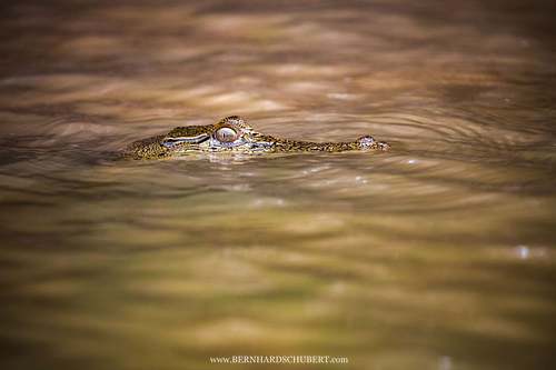 Crocodylus porosus - Saltwater crocodile