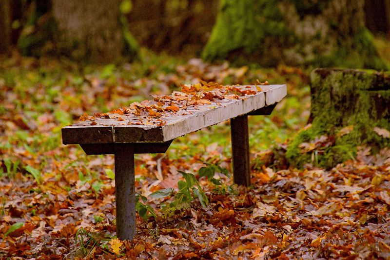 Hilissügiseline pargi pink