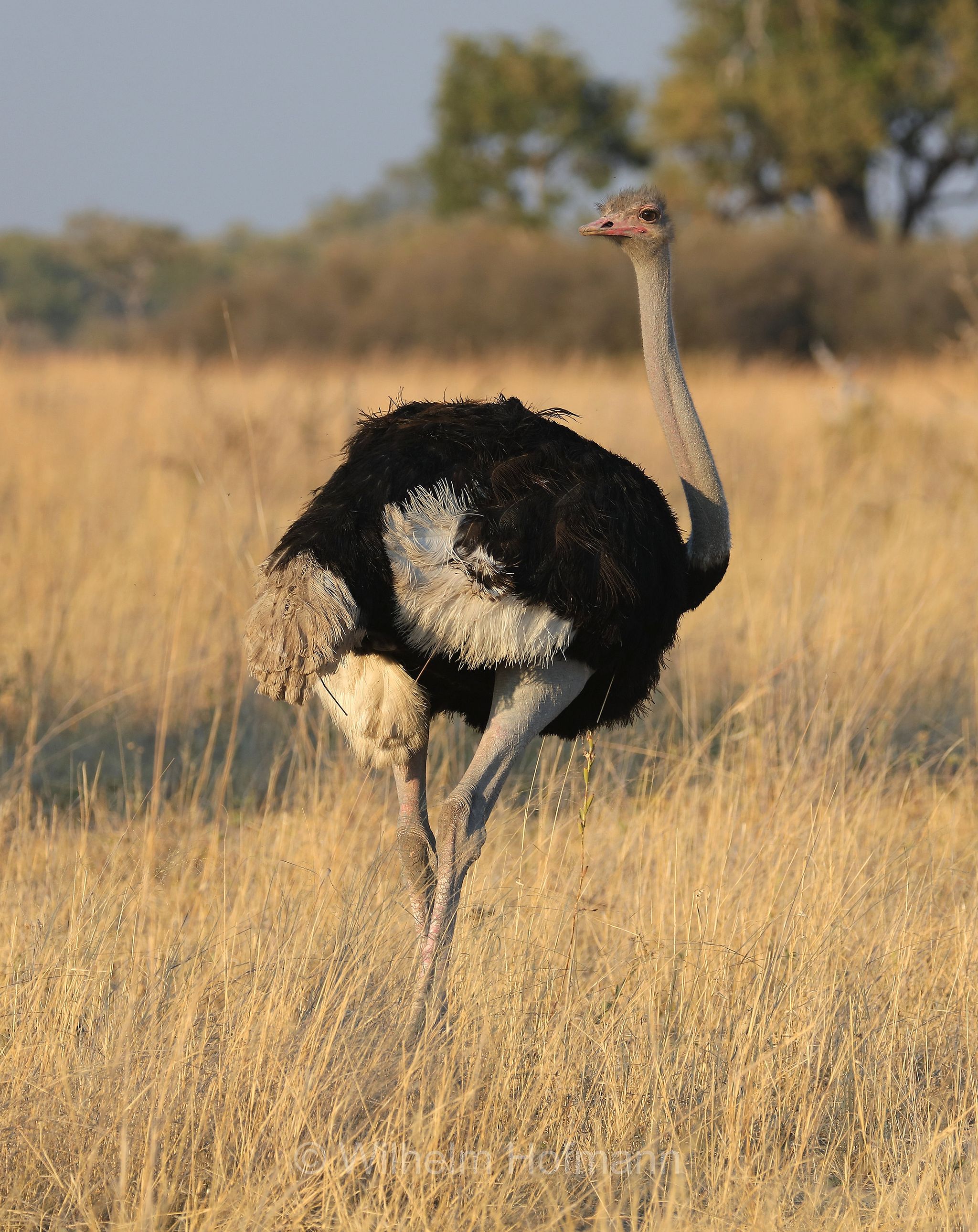 South African ostrich, black-necked ostrich, Cape ostrich, southern ostrich, Südafrikanischer Strauß, struzzo sudafricano, struzzo dal collo nero, struzzo del Capo, struzzo australe, Struthio camelus australis, ﻿Moremi Game Reserve, Moremi-Wildreservat, Okavango Delta, Okavango Grassland, Botswana, Republik Botsuana
