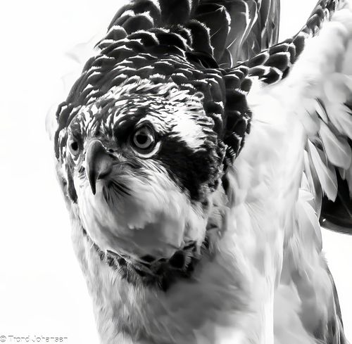 Osprey (Fiskeørn), Close Up Picture, captured by Trond Johansen Sarpsborg Norway