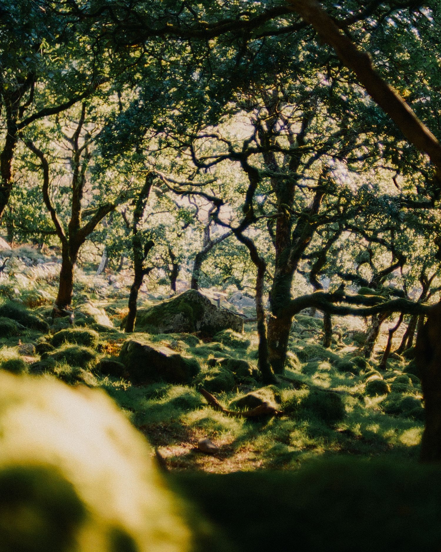 temperate-rainforests-uk-joya-berrow-director-photographer