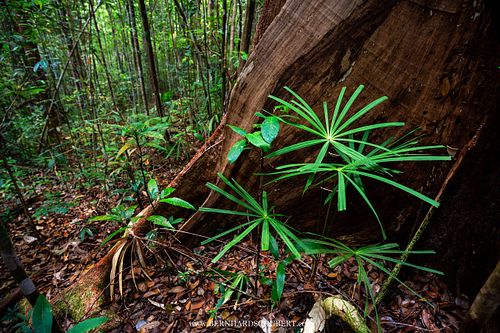 Brettwurzelbaum und Palmen