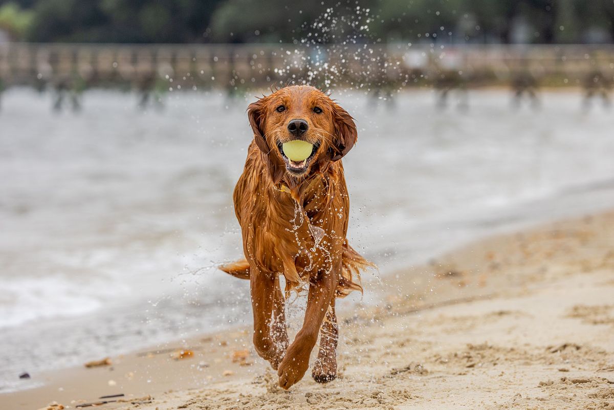 Golden retriever running on beach with tennis ball