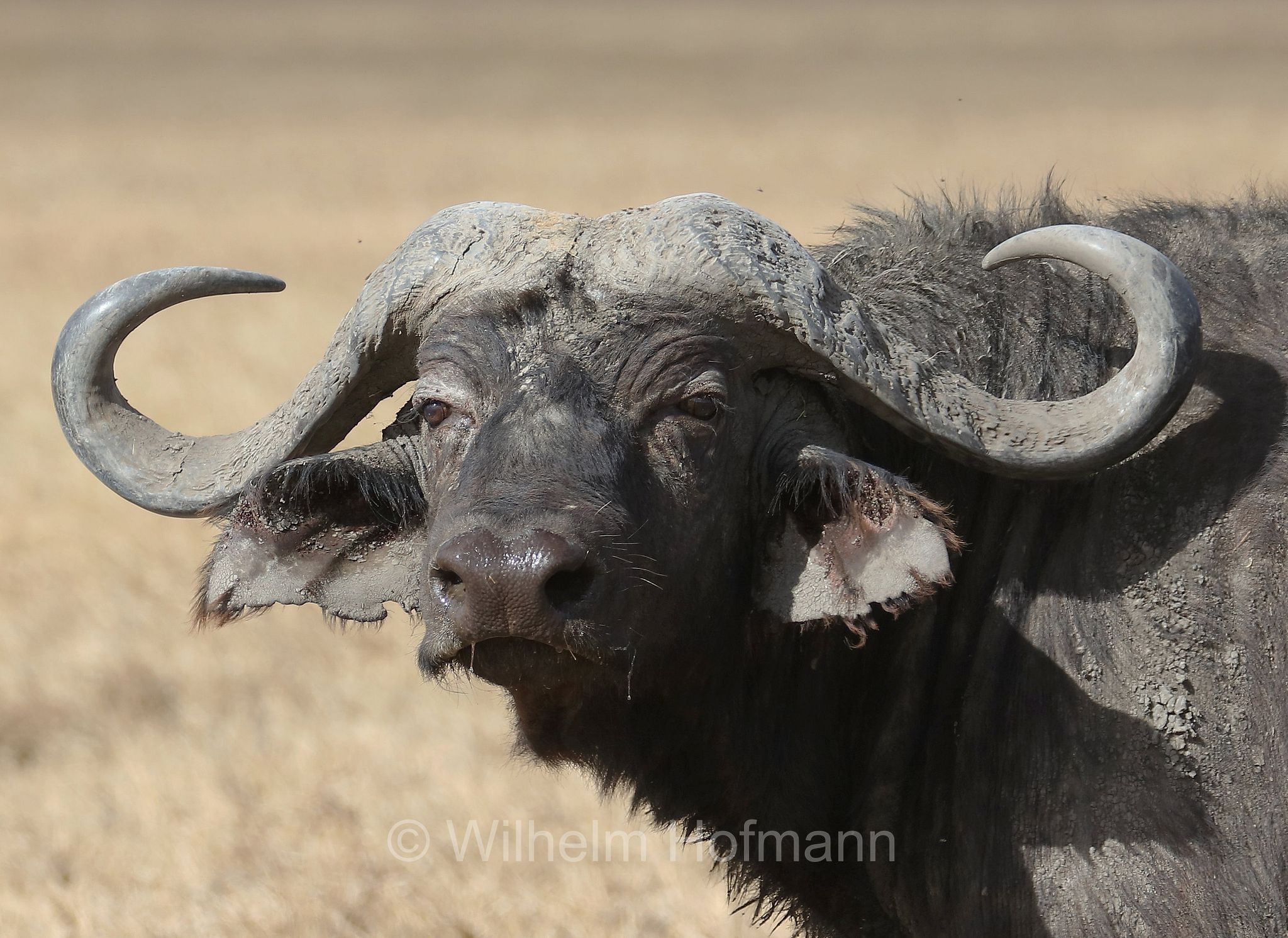 Cape buffalo, bufalo africano, bufalo del Capo, Kaffernbüffel, Afrikanischer Büffel, Steppenbüffel, Schwarzbüffel, Syncerus caffer, Syncerus caffer caffer, Ngorongoro Conservation Area, Tanzania, Ngorongoro Krater, Tansania, area di conservazione di Ngorongoro