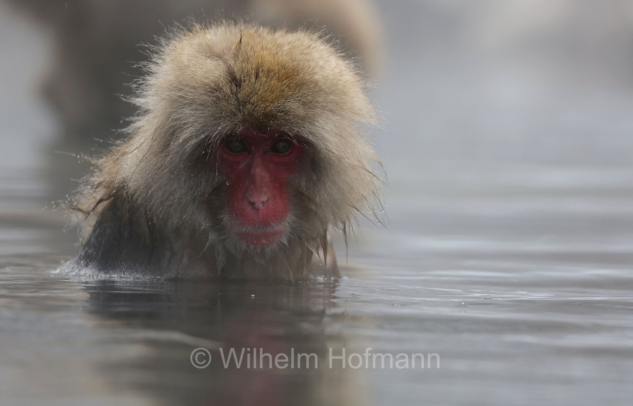Japanese macaque, snow monkey, Nihonzaru, Japanmakak, Schneeaffe, Rotgesichtsmakake, macaco giapponese, macaco dalla faccia rossa, Macaca fuscata, Jigokudani Monkey Park, Jigokudani Yaen Kōen, Parco delle scimmie di Jigokudani, Nagano, Japan, Giappone