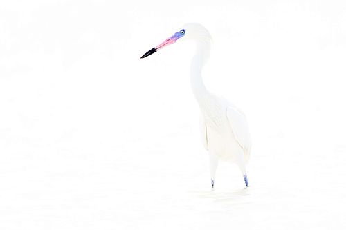 Egretta rufescens – Rötelreiher