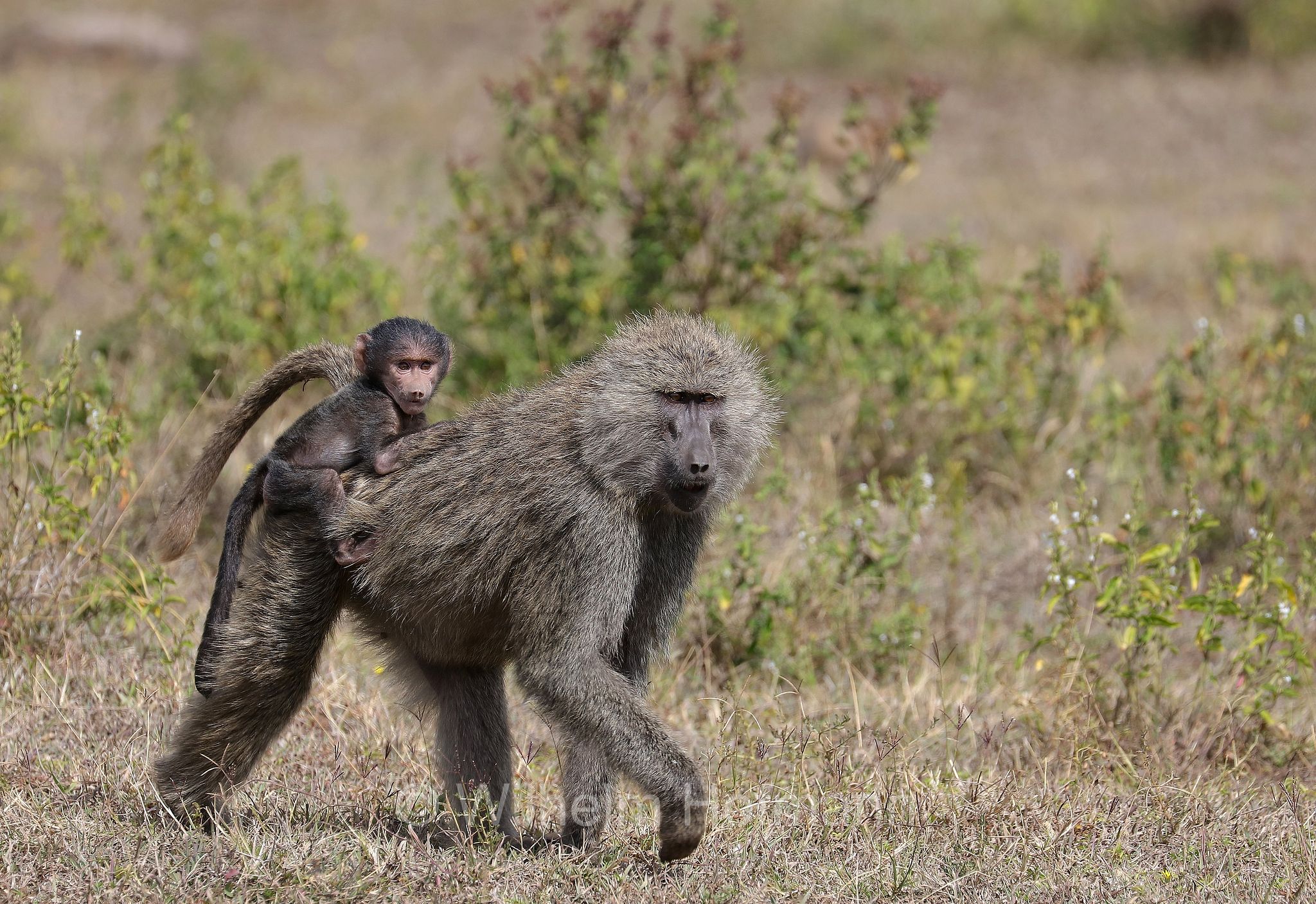 papio anubis, olive baboon, Anubis baboon, Anubispavian, Grüne Pavian, anubi, babbuino verde﻿, Tansania, Tanzania, Arusha National Park, Arusha-Nationalpark, parco nazionale di Arusha