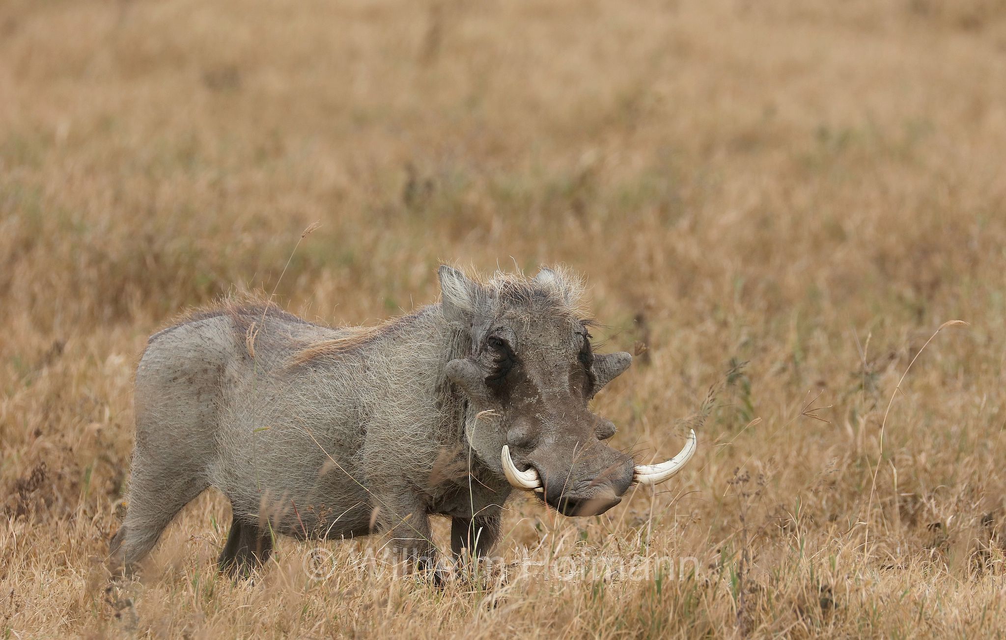 phacochoerus africanus, common warthog, Warzenschwein, facocero, facochero, ﻿area di conservazione di Ngorongoro, Ngorongoro Conservation Area, Ngorongoro Krater, Tanzania, Tansania