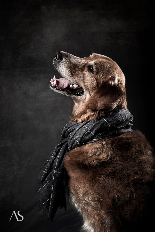Pet photography: Portrait of Golden Retriever by pet Photographer Akkil Suvarna