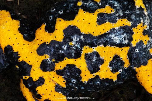 Bombina variegata - Yellow-bellied toad