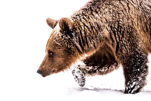 Ursus arctos arctos - Eurasian brown bear