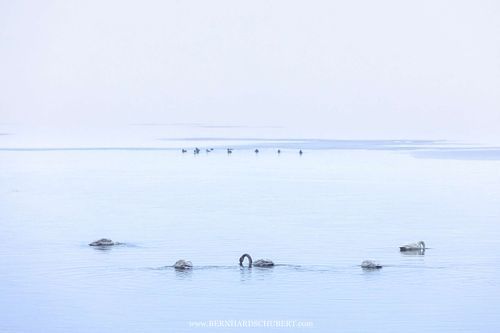 Cygnus cygnus - Whooper swan