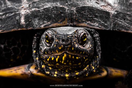 Emys orbicularis – Europäische Sumpfschildkröte
