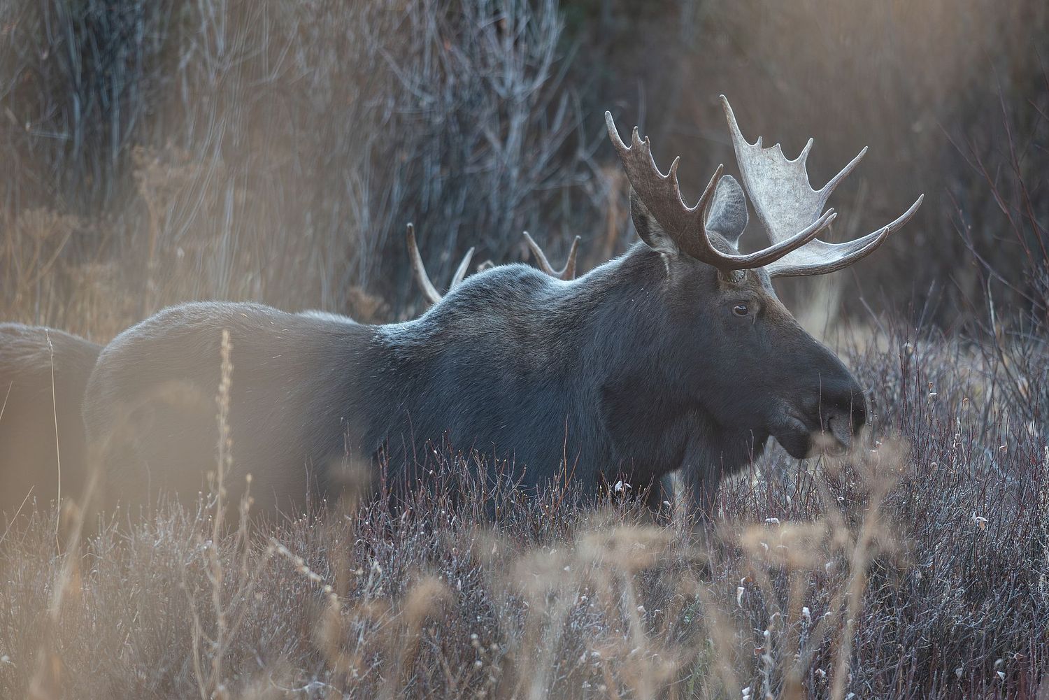 Nick Julian Photography