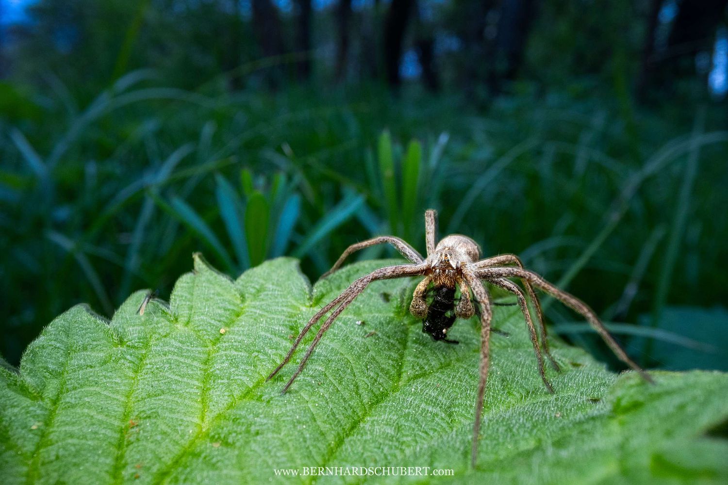 Pisaura mirabilis - Listspinne