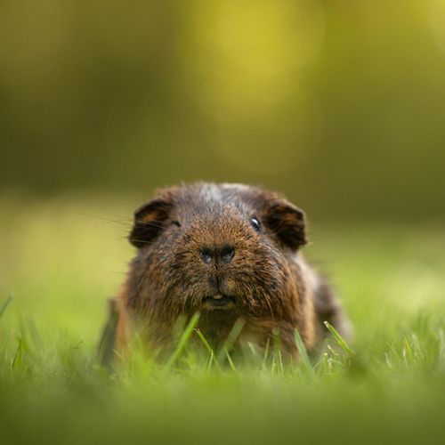 PAARDEN, CAVIA'S EN MEER