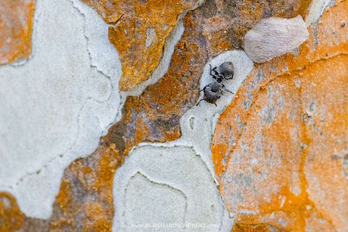 Cephalotes multispinosus - Gliding ant