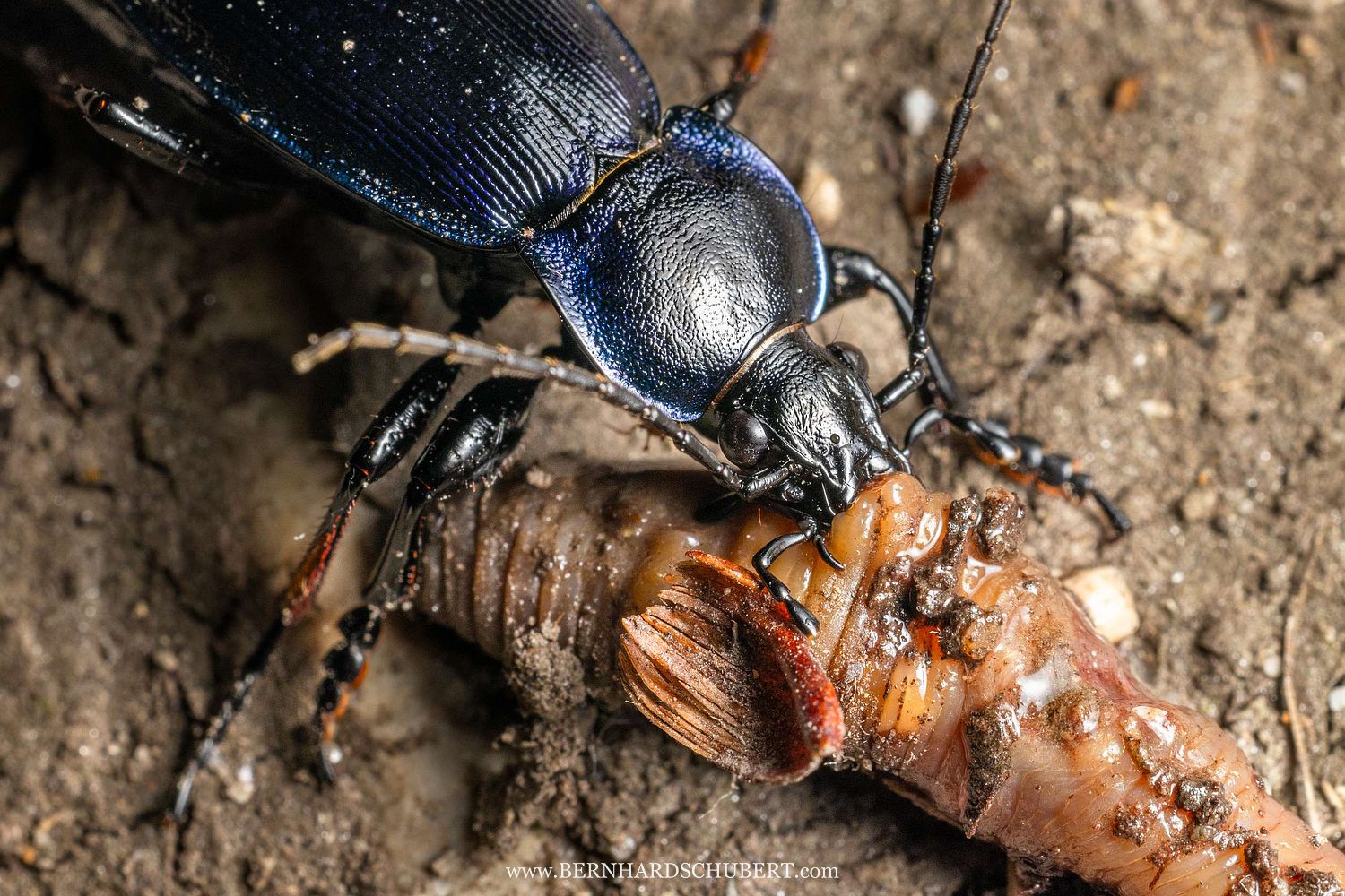 Carabus violaceus - Violet ground beetle