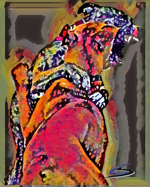 colorful friendly dog fight