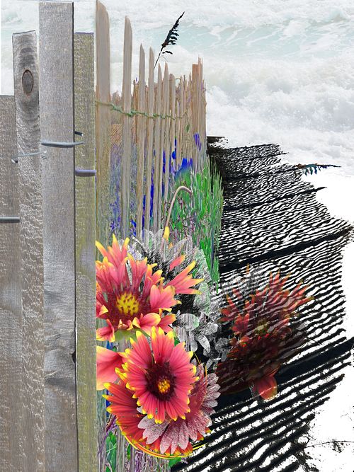 flowers poke through beach sand fence