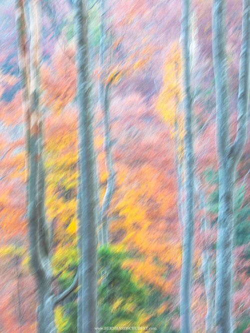 Abstract beeches in autumn