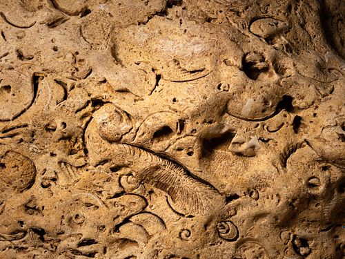Fossiles Antlitz in einer Höhle