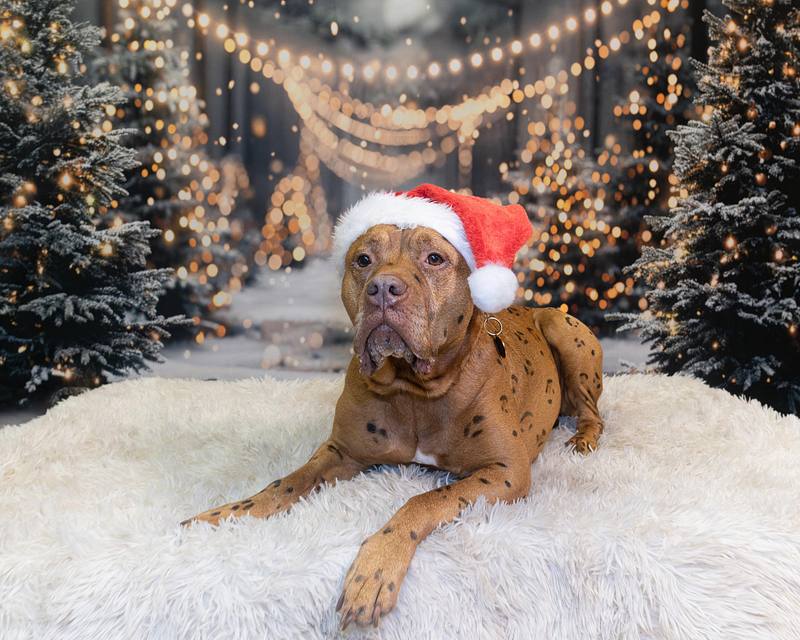 Forever Hounds - Christmas Portraits
