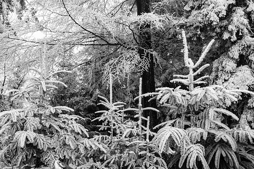 Raureif-Wald auf der "Chüeschatte"