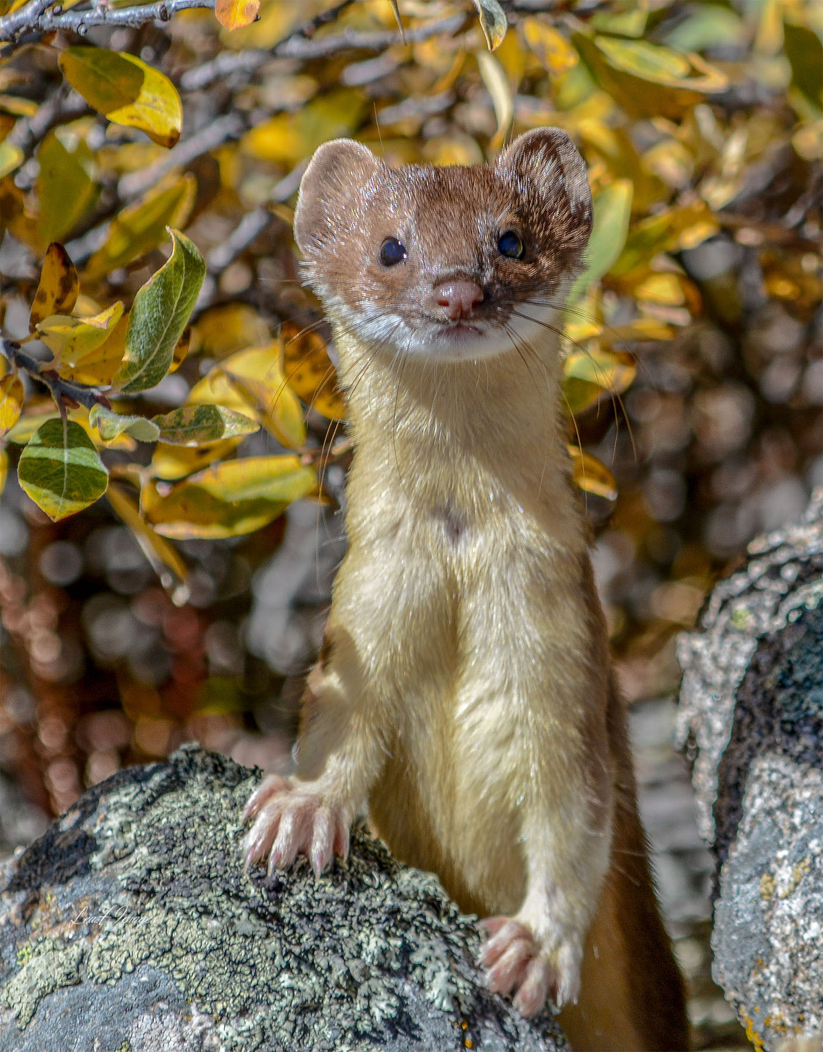 A weasel plays pop goes the weasel during a fall trip to an alpine lake in Colorado.