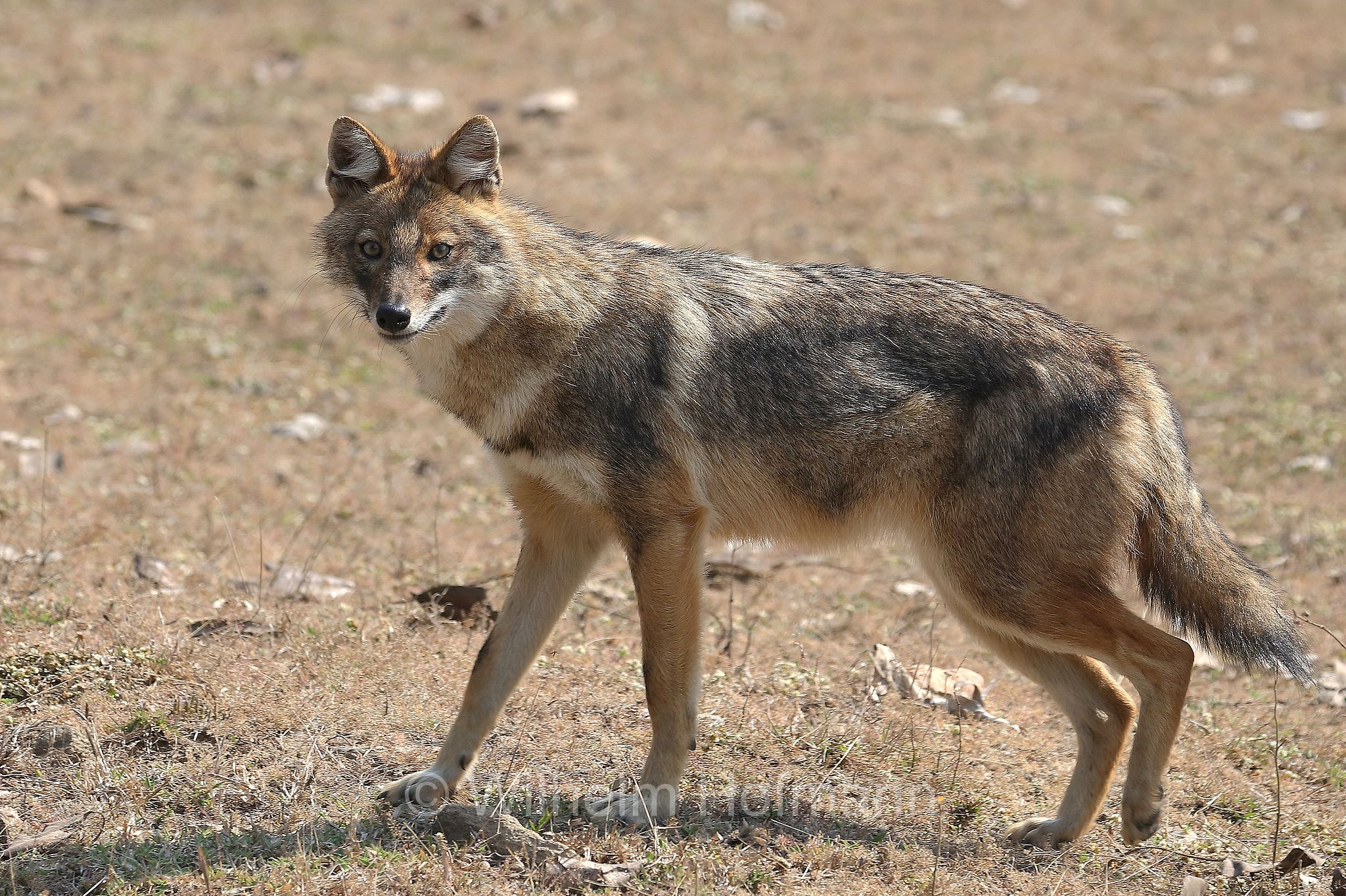 golden jackal, common jackal, Goldschakal, sciacallo, sciacallo dorato, Canis aureus, Kanha National Park, Kanha-Nationalpark, parco nazionale di Kanha, Madhya Pradesh, India, Indien