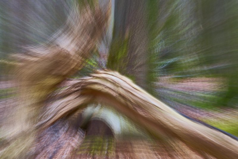 Abstracte natuurfotografie (4 juli 2026)