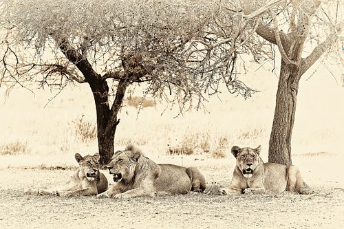 Photo sepia de lions au repos en Tanzanie