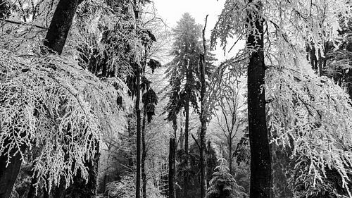 Biecht im Wegessen- Wald