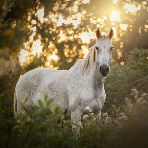 Paardenfotografie Zaanstad