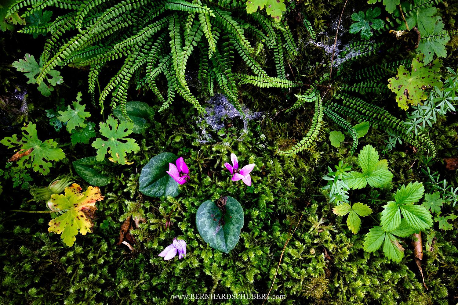 Cyclamen purpurascens - European cyclamen