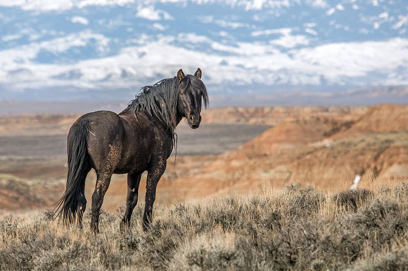 WILD AT HEART IMAGES