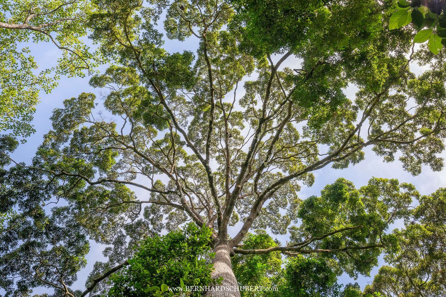 Canopy