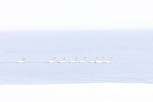 Cygnus cygnus - Whooper swan