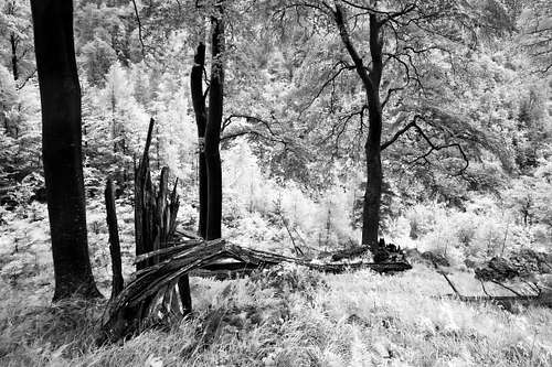 Hillside forest