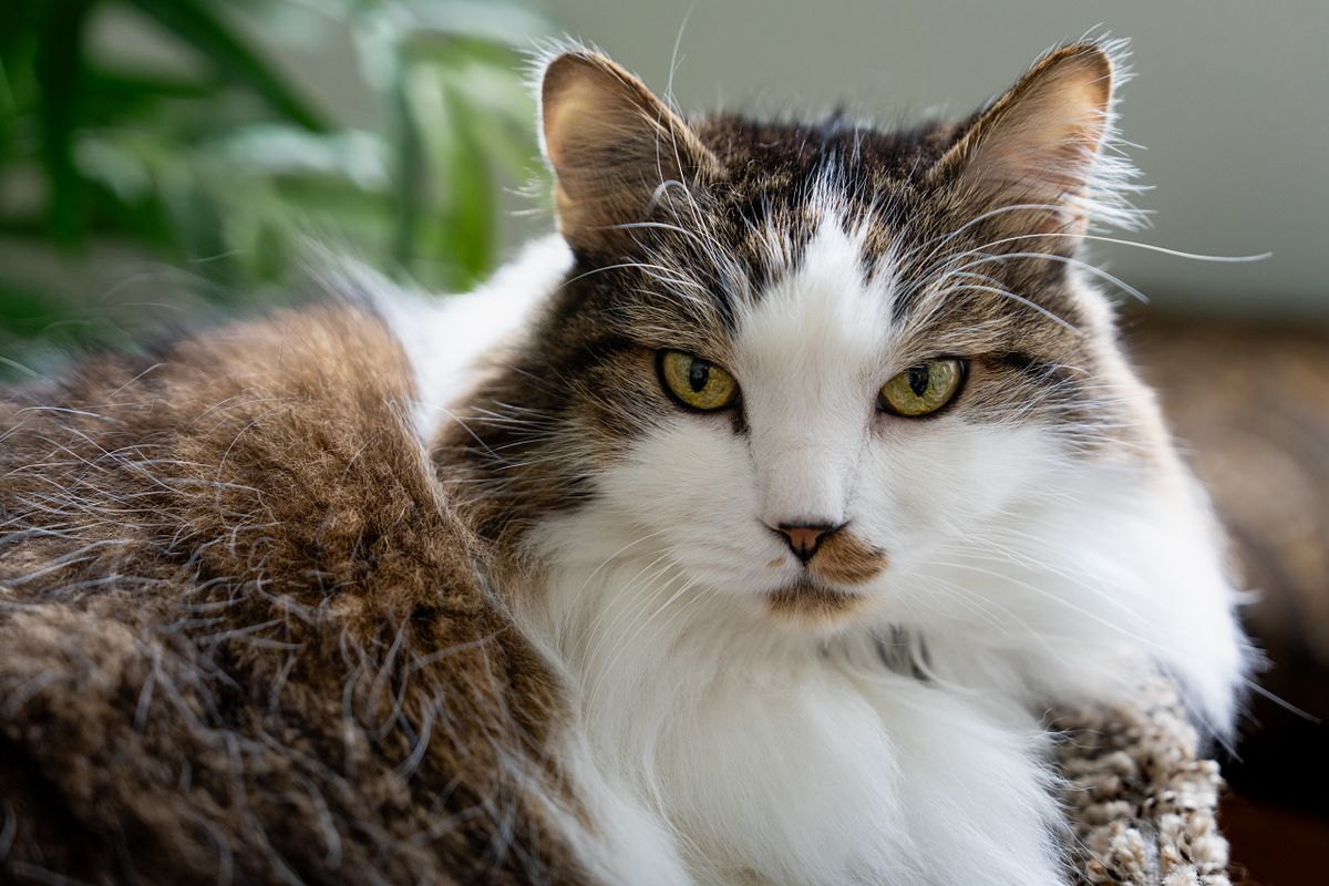 Cat sitting on cat post looking at the camera.