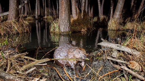 Castor fiber – Europäischer Biber