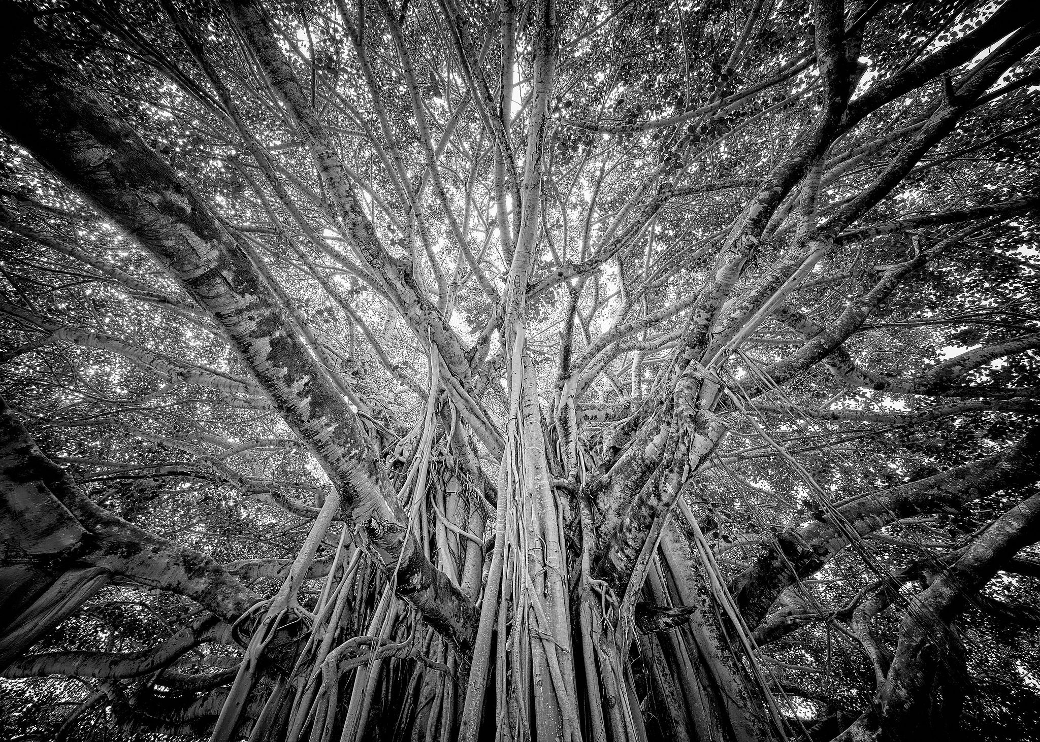 Laupahoehoe Banyan - Hawaii