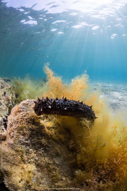 Holothuria sp. - Seegurke