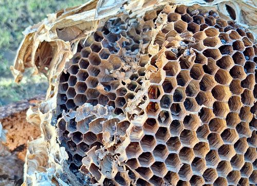 Pööningul leitud vapsiku pesa